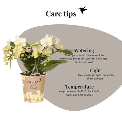 Lot de 2 ou 4 orchidées jaunes Phalaenopsis 'Botanic' - Pot 9 cm