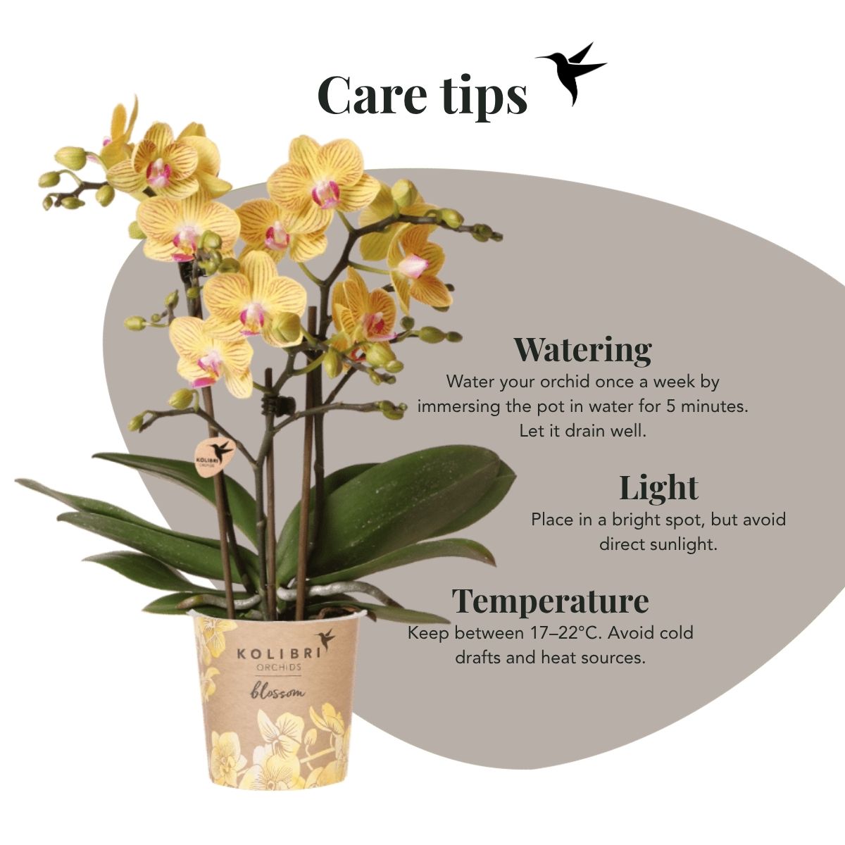 Lot de 2 ou 4 orchidées jaunes Phalaenopsis 'Lima' - Pot 9 cm