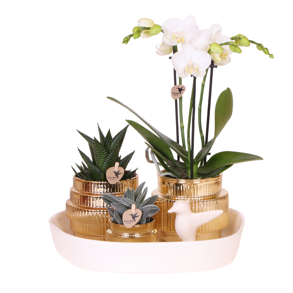 Coffret cadeau orchidée blanche et succulentes en cache-pots dorés brillants - Pot 9 cm
