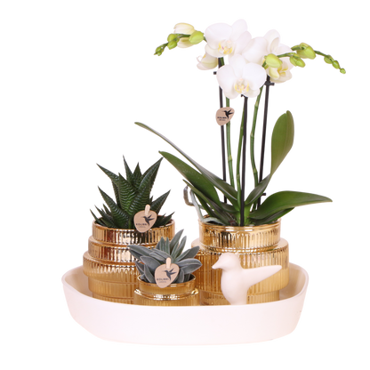 Coffret cadeau orchidée blanche et succulentes en cache-pots dorés brillants - Pot 9 cm