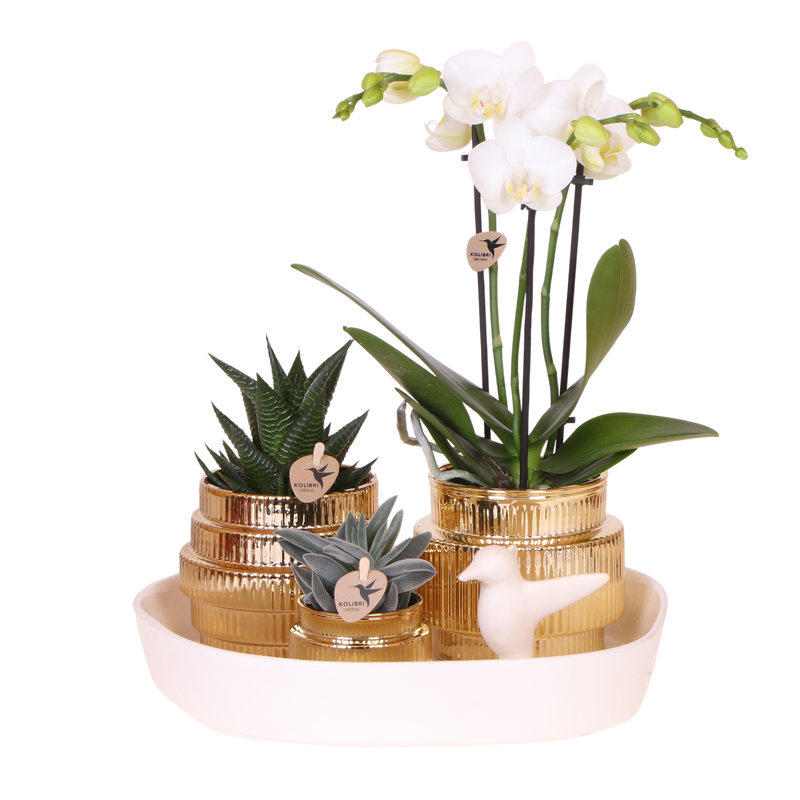 Coffret cadeau orchidée blanche et succulentes en cache-pots dorés brillants - Pot 9 cm