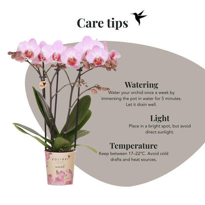 Lot de 2 ou 4 orchidées roses Phalaenopsis 'Antwerpen' - Pot 9 cm