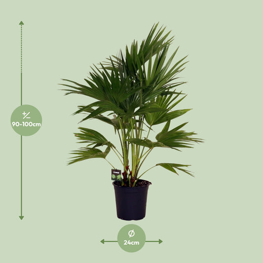 Dimensions du Livistona chinensis livré : pot de 24 cm et hauteur de 100 cm