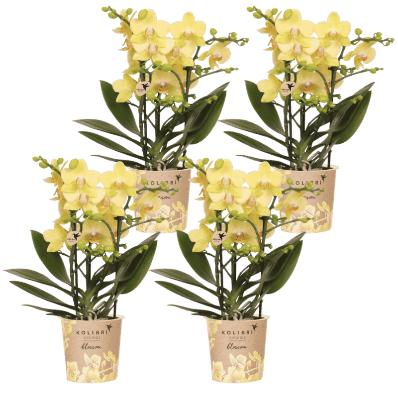 Lot de 2 ou 4 orchidées jaunes Phalaenopsis 'Albenga' - Pot 9 cm