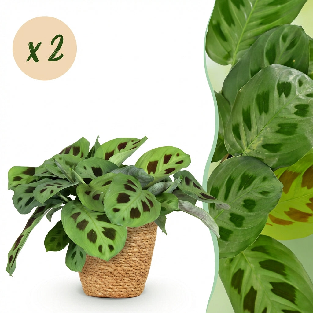 Maranta Fascinator Kerchoveana en pot panier tressé, son feuillage vert clair aux taches sombres mise en valeur avec des feuilles en gros