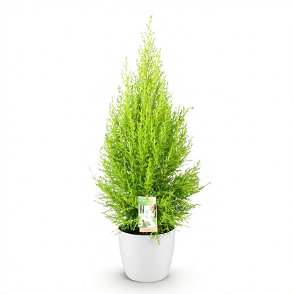 Cupressus Gold Crest Wilma, un conifère d'intérieur au feuillage vert clair luxuriant, présenté dans un cache-pot blanc élégant