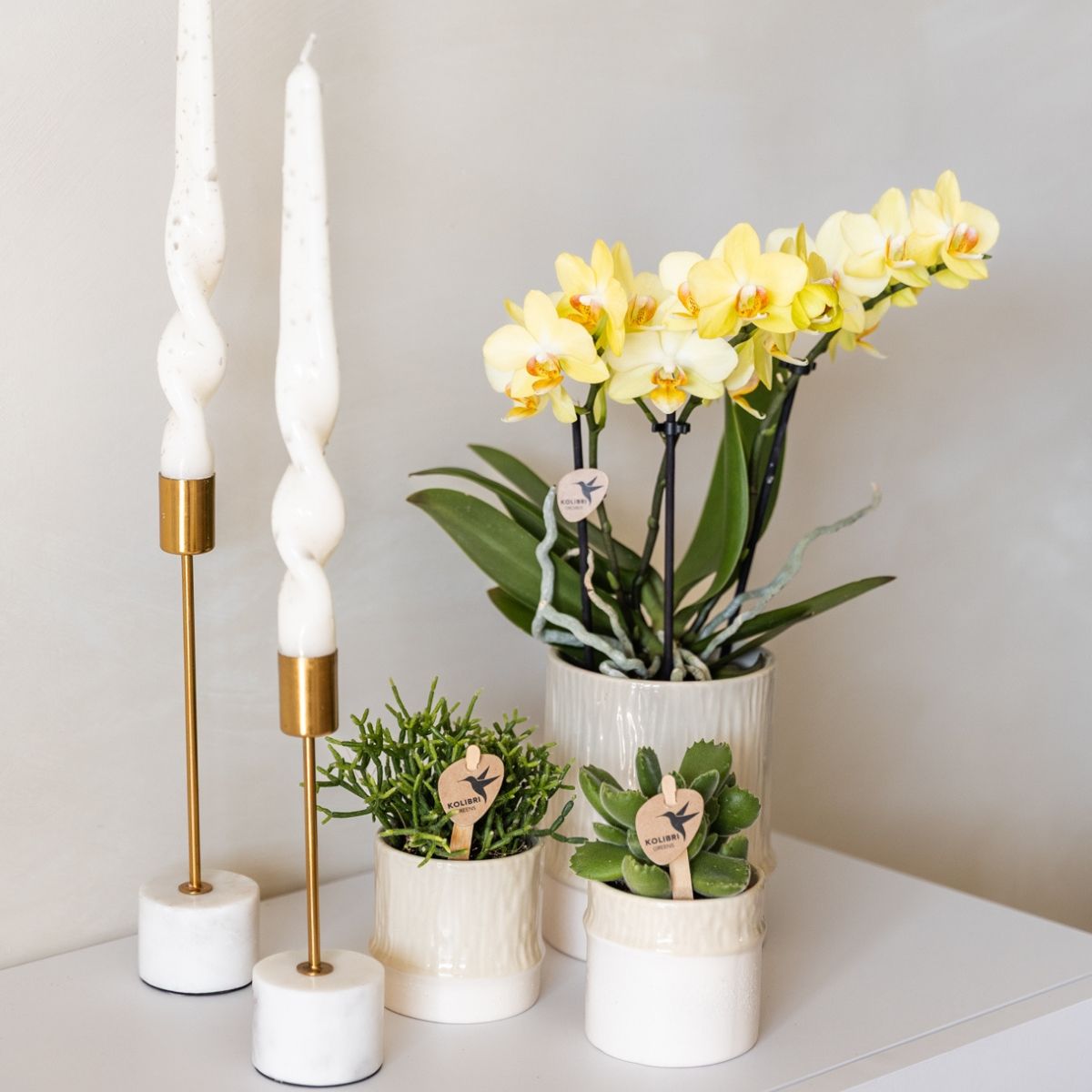 Lot de 2 ou 4 orchidées jaunes Phalaenopsis 'Albenga' - Pot 9 cm