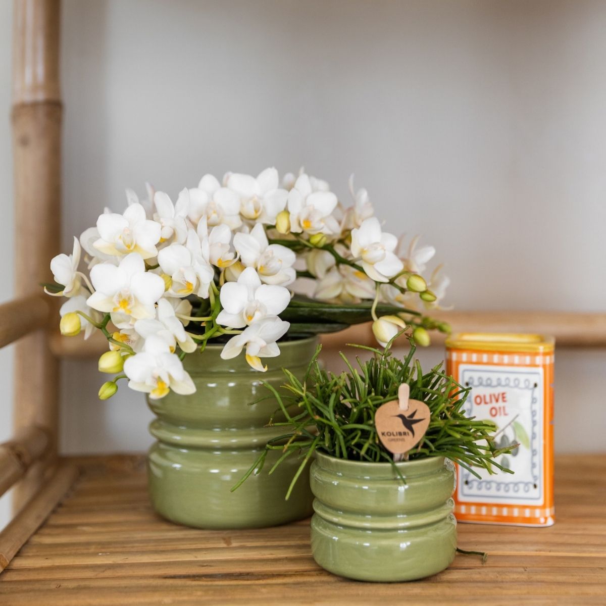 Lot de 2 ou 4 orchidées blanches Phalaenopsis 'Nazaré' - Pot 9 cm