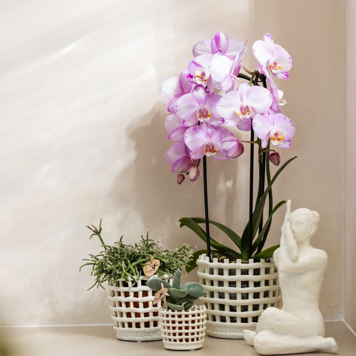 Lot de 2 ou 4 orchidées roses Phalaenopsis 'Xanion' - Pot 12 cm