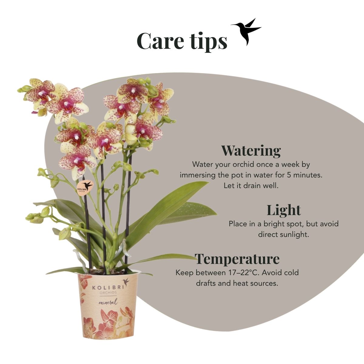Lot de 2 ou 4 orchidées orange et jaunes Phalaenopsis 'Grosseto' - Pot 9 cm