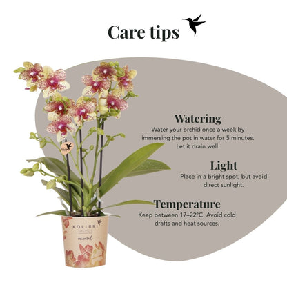Lot de 2 ou 4 orchidées orange et jaunes Phalaenopsis 'Grosseto' - Pot 9 cm