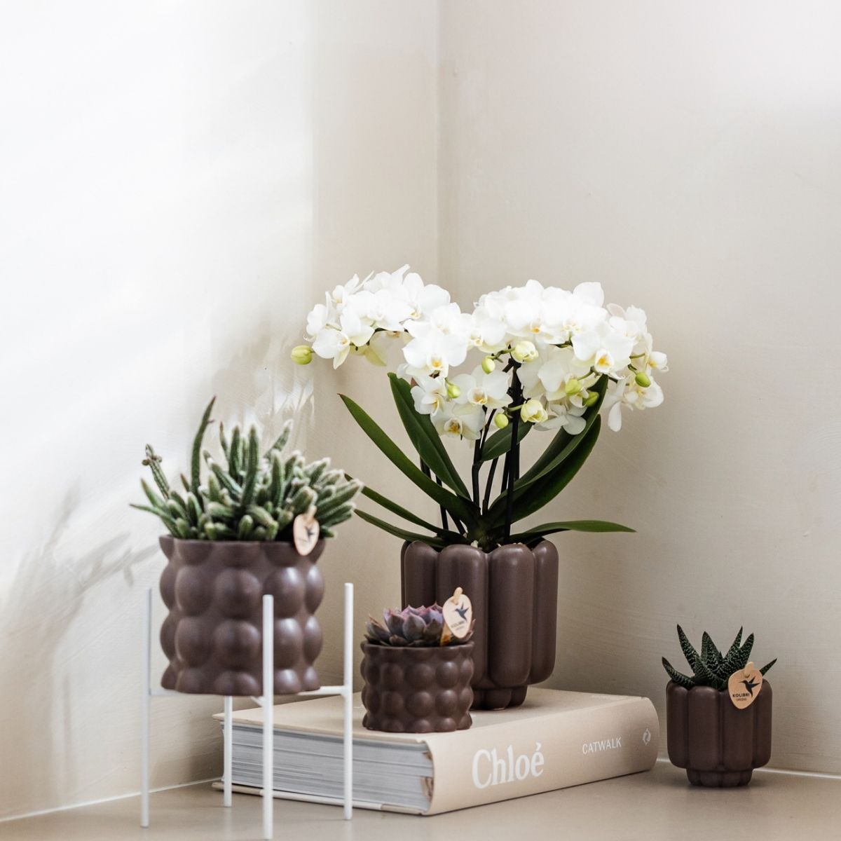 Lot de 2 ou 4 orchidées blanches Phalaenopsis 'Zurich' - Pot 9 cm