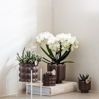 Lot de 2 ou 4 orchidées blanches Phalaenopsis 'Zurich' - Pot 9 cm