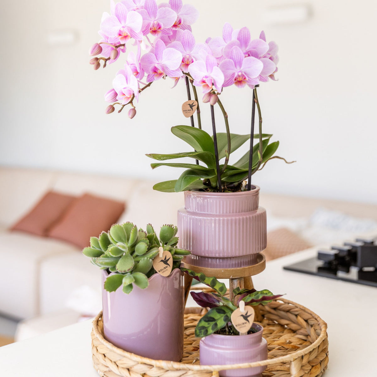Coffret cadeau orchidée et 2 succulentes en cache-pots nervurés, tabouret et plateau tressé - Pot 9 cm