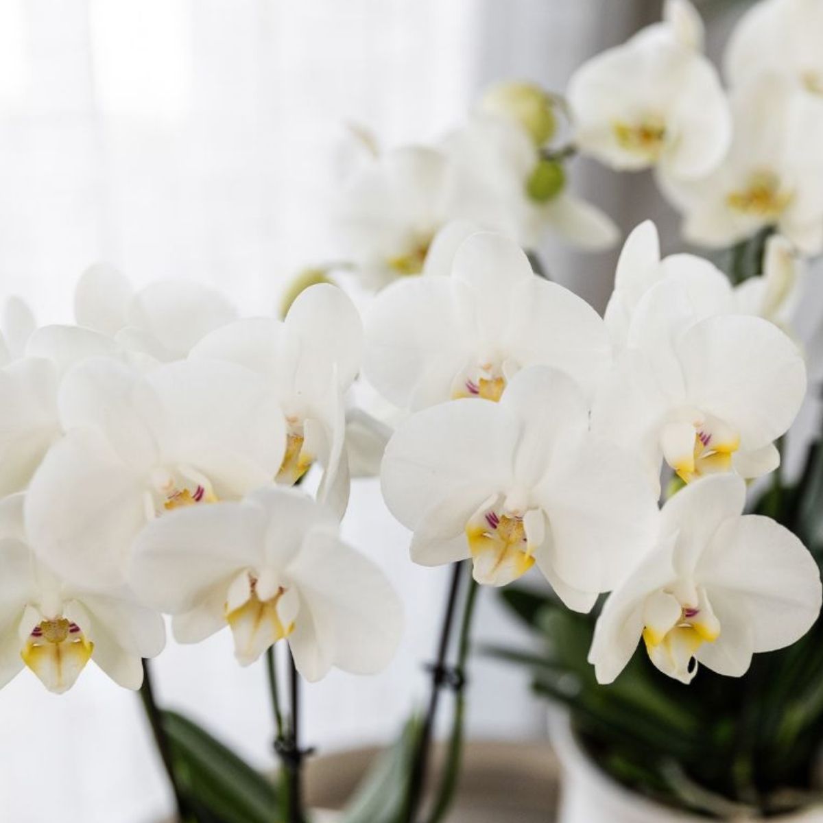 Coffret cadeau orchidée blanche et succulentes en cache-pots dorés brillants - Pot 9 cm