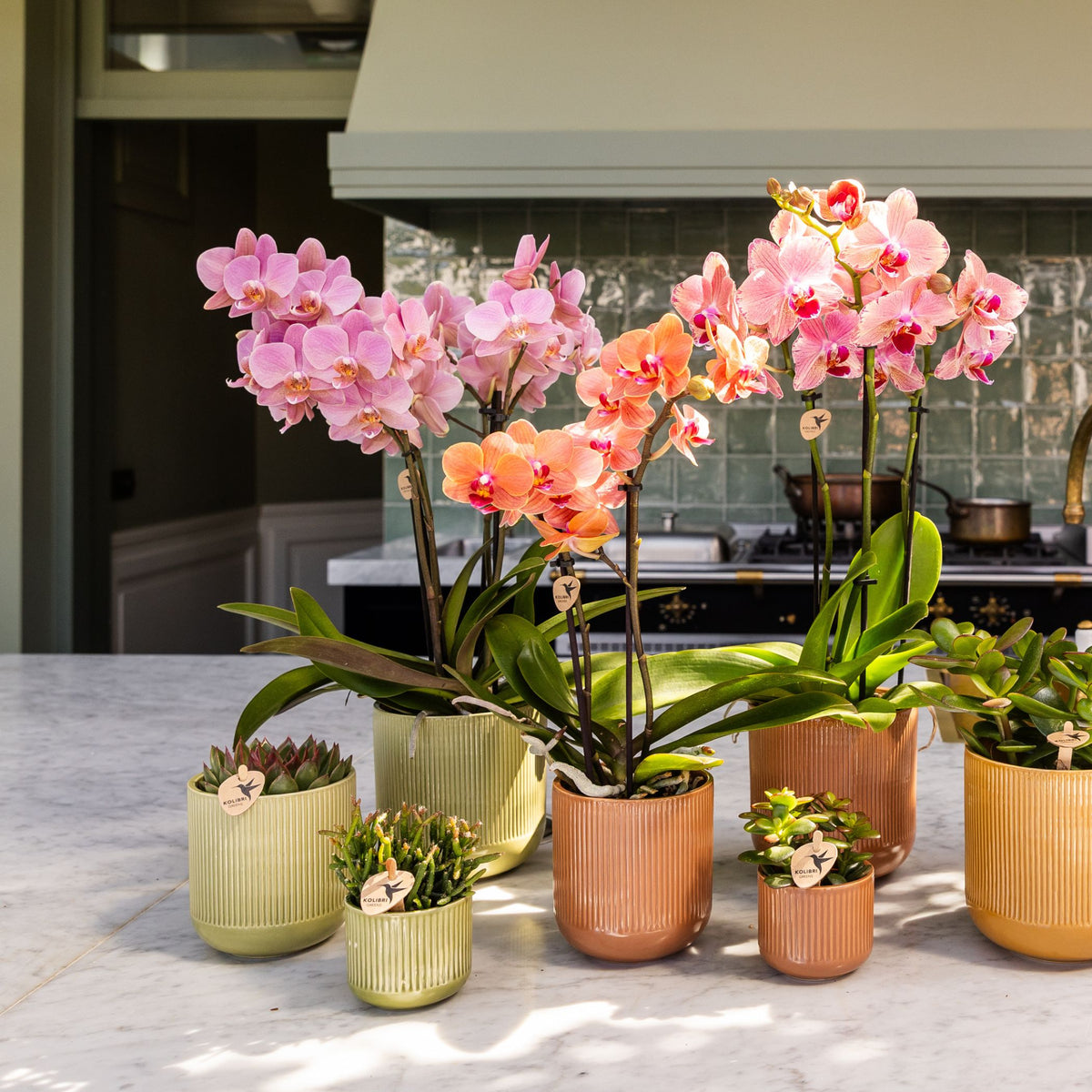 Coffret cadeau orchidée orange et jaune et succulentes en cache-pots vert rétro - Pot 9 cm
