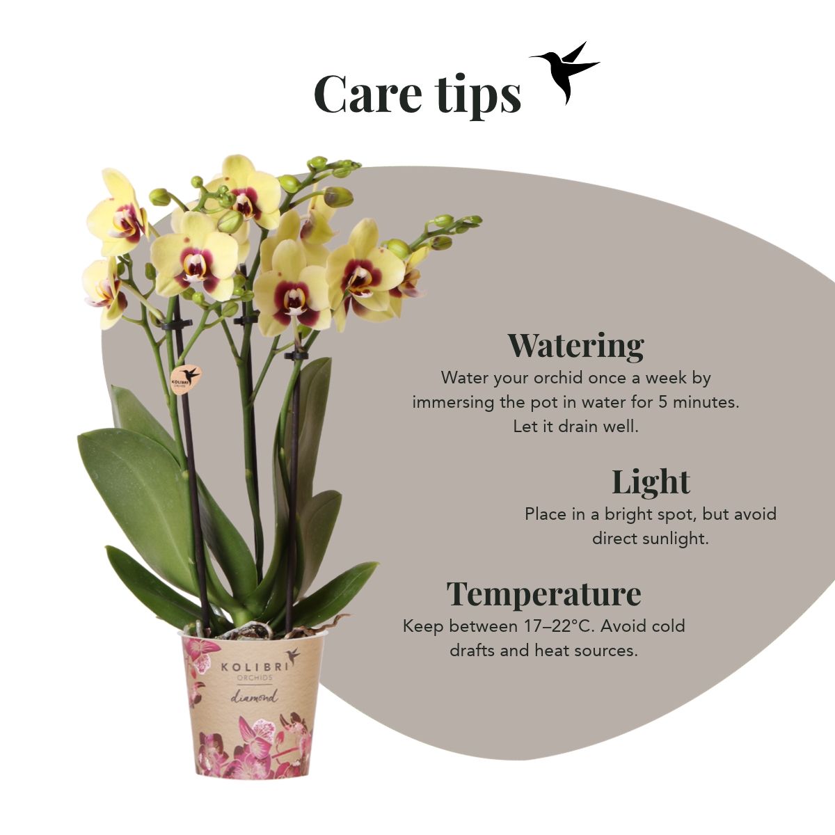 Lot de 2 ou 4 orchidées jaunes et rouges Phalaenopsis 'Uruguay' - Pot 9 cm