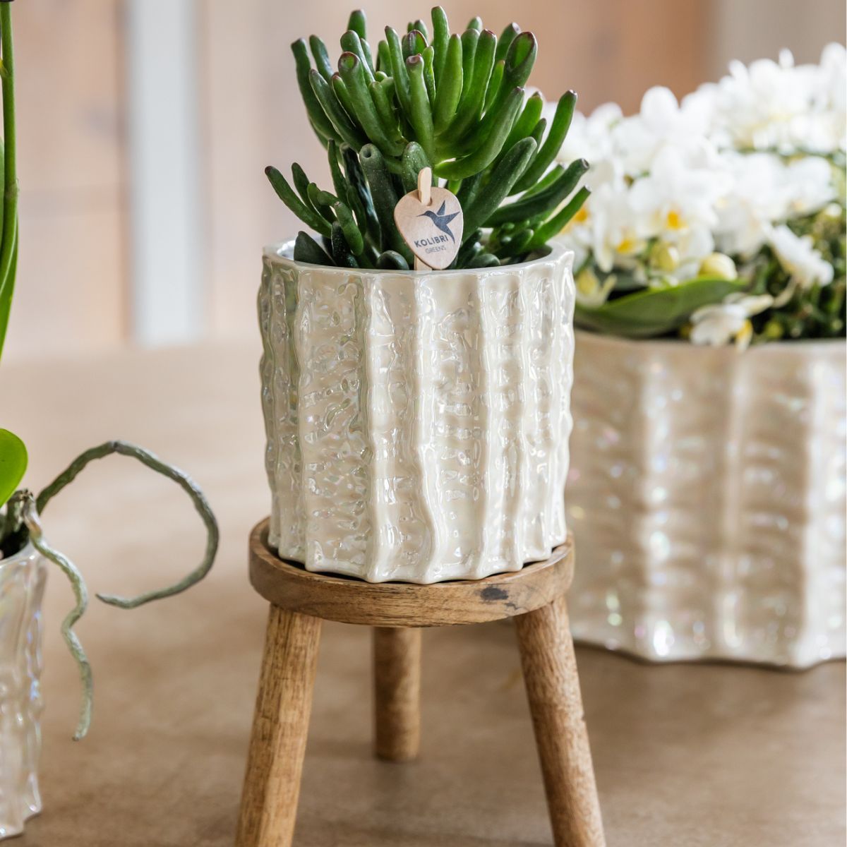 Coffret cadeau orchidée blanche au cœur rouge et succulentes en cache-pots nacrés - Pot 9 cm