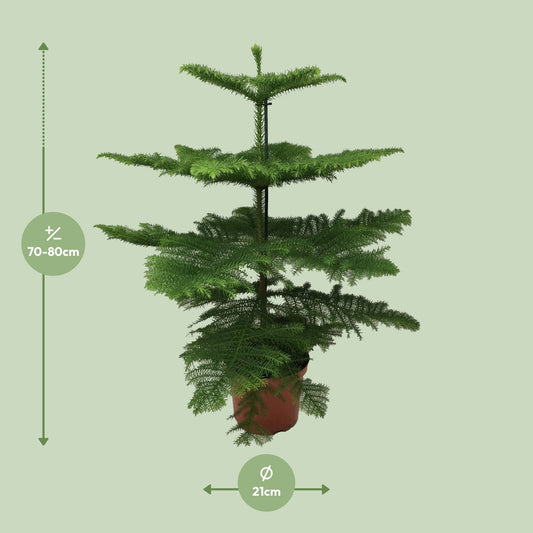 Dimensions de l'Araucaria livré : pot de 21 cm et hauteur de 70 cm