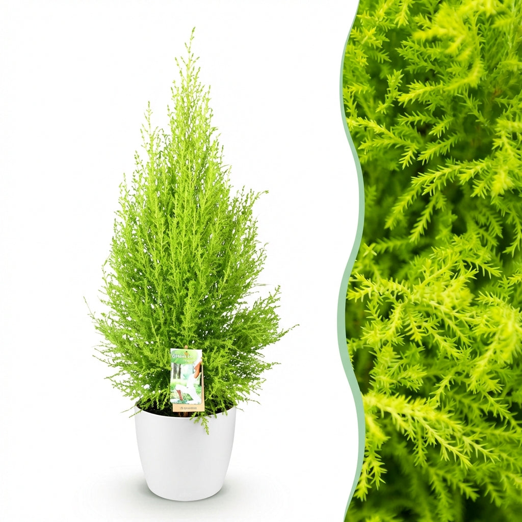 Cupressus Gold Crest Wilma, conifère d'intérieur au feuillage vert clair vif, dans un cache-pot blanc avec un gros plan du feuillage