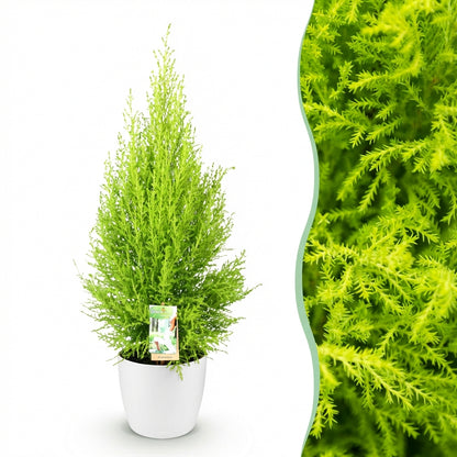 Cupressus Gold Crest Wilma, conifère d'intérieur au feuillage vert clair vif, dans un cache-pot blanc avec un gros plan du feuillage