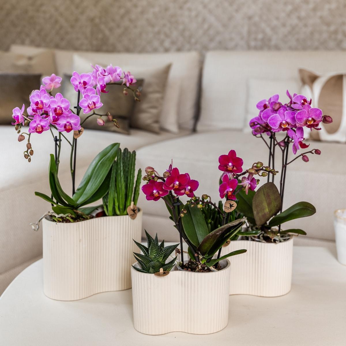 Lot de 2 ou 4 orchidées violettes Phalaenopsis 'Chamonix' - Pot 9 cm
