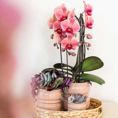 Lot de 2 ou 4 orchidées rose saumon Phalaenopsis 'Narbonne' - Pot 12 cm