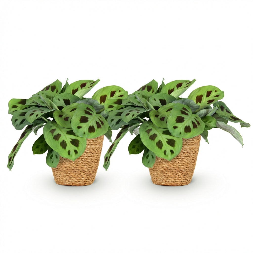 Deux Maranta Fascinator Kerchoveana aux feuilles vert clair et marron foncé, présentées dans des cache-pots Panier tressés