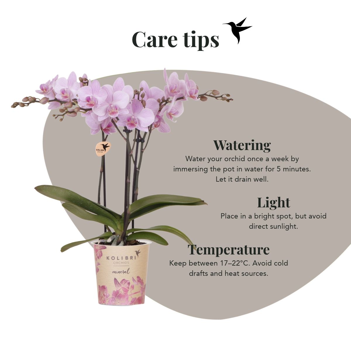 Lot de 2 ou 4 orchidées roses Phalaenopsis 'Chamberry' - Pot 9 cm