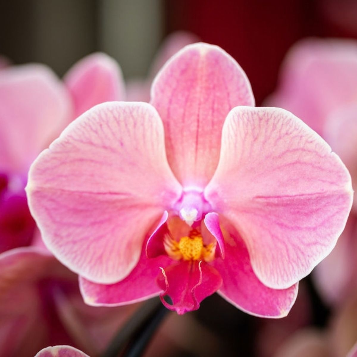 Lot de 2 ou 4 orchidées rose saumon Phalaenopsis 'Narbonne' - Pot 12 cm