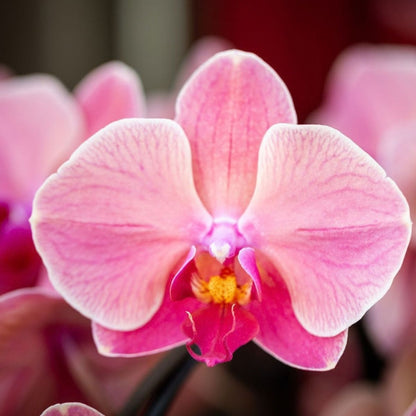 Lot de 2 ou 4 orchidées rose saumon Phalaenopsis 'Narbonne' - Pot 12 cm