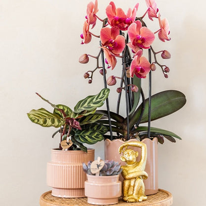 Lot de 2 ou 4 orchidées rose saumon Phalaenopsis 'Narbonne' - Pot 12 cm