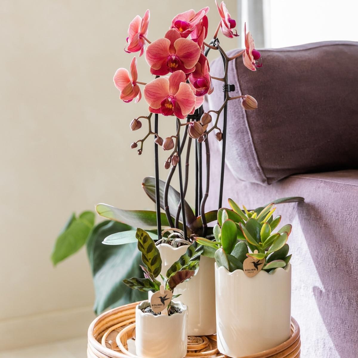 Lot de 2 ou 4 orchidées rose saumon Phalaenopsis 'Narbonne' - Pot 12 cm
