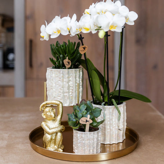 Coffret cadeau orchidée blanche au cœur rouge et succulentes en cache-pots nacrés - Pot 9 cm