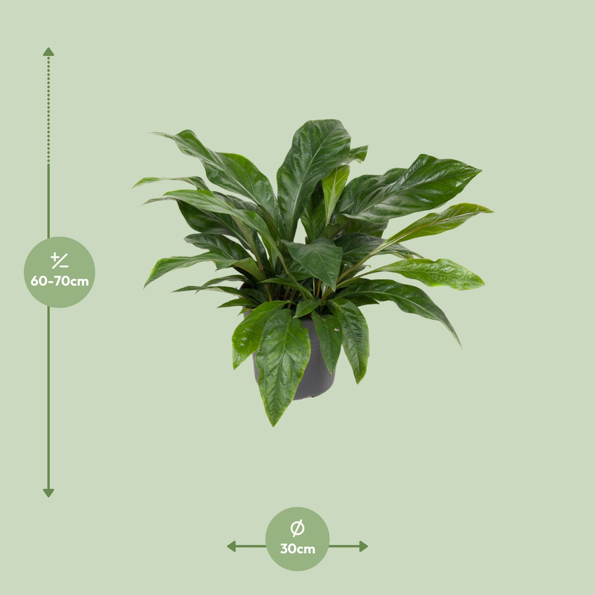 Dimensions de l'Anthurium Jungle Bush livré : pot de 30 cm et hauteur de 70 cm