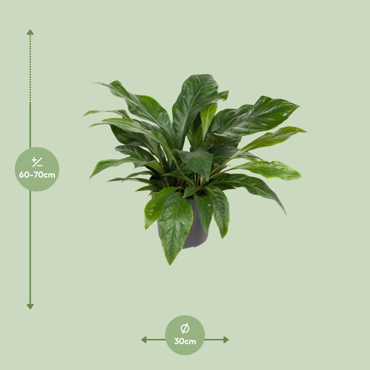 Dimensions de l'Anthurium Jungle Bush livré : pot de 30 cm et hauteur de 70 cm