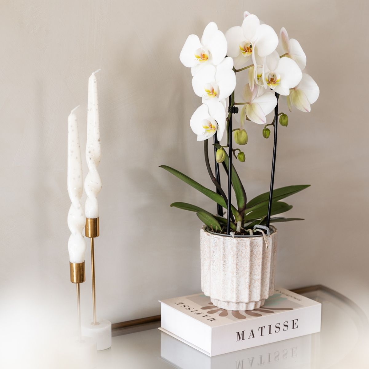 Lot de 2 ou 4 orchidées blanches Phalaenopsis 'Niagara Falls' - Pot 12 cm