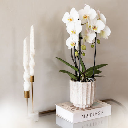 Lot de 2 ou 4 orchidées blanches Phalaenopsis 'Niagara Falls' - Pot 12 cm