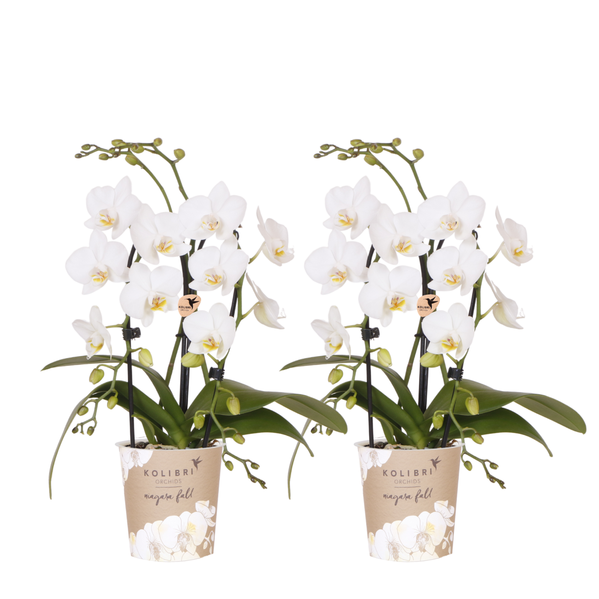 Lot de 2 ou 4 orchidées blanches Phalaenopsis 'Niagara Falls' - Pot 9 cm