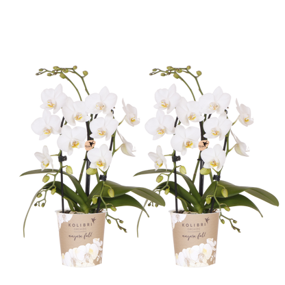 Lot de 2 ou 4 orchidées blanches Phalaenopsis 'Niagara Falls' - Pot 9 cm