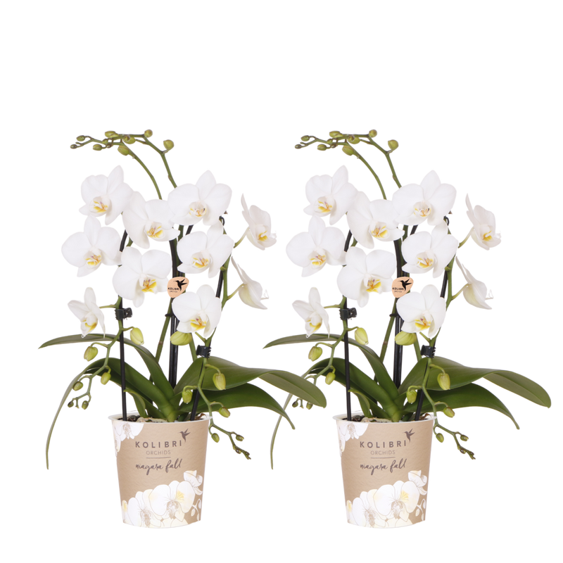 Lot de 2 ou 4 orchidées blanches Phalaenopsis 'Niagara Falls' - Pot 9 cm