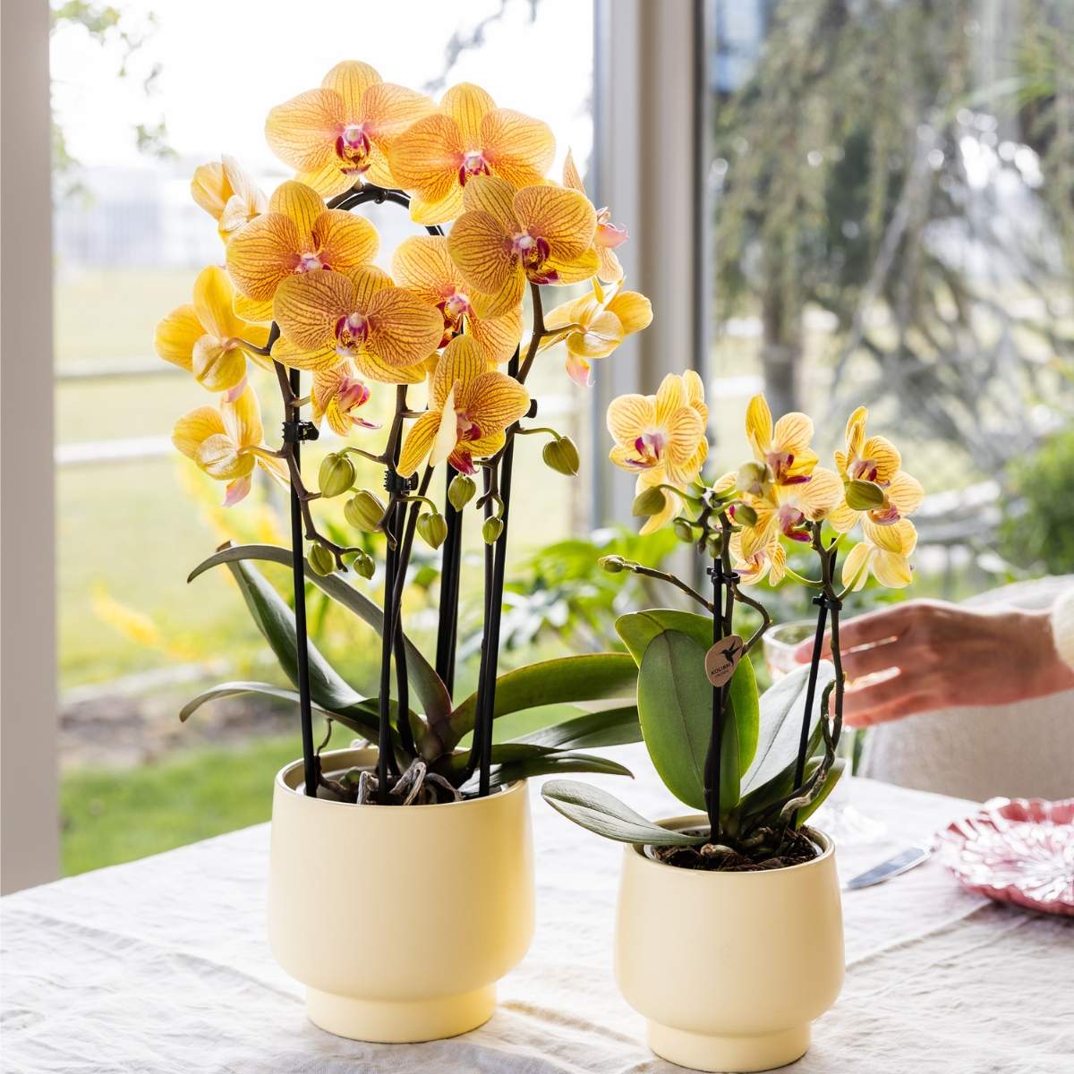 Lot de 2 ou 4 orchidées orange et roses Phalaenopsis 'Sunny Bunny' - Pot 12 cm