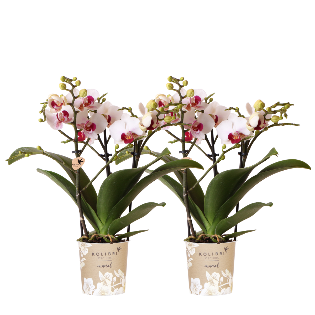 Lot de 2 ou 4 orchidées blanches au cœur rouge Phalaenopsis 'Gibraltar' - Pot 9 cm