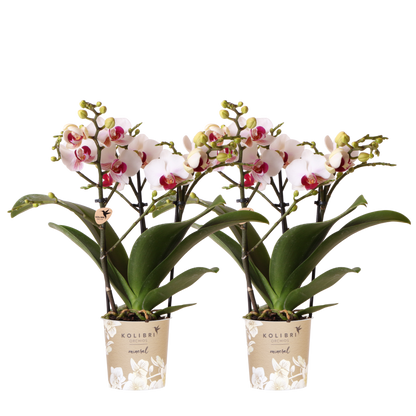 Lot de 2 ou 4 orchidées blanches au cœur rouge Phalaenopsis 'Gibraltar' - Pot 9 cm