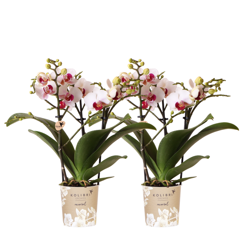 Lot de 2 ou 4 orchidées blanches au cœur rouge Phalaenopsis 'Gibraltar' - Pot 9 cm