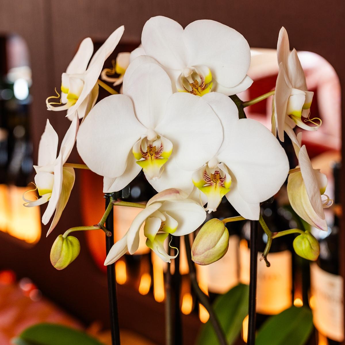 Lot de 2 ou 4 orchidées blanches Phalaenopsis 'Niagara Falls' - Pot 12 cm