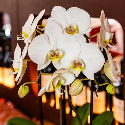 Lot de 2 ou 4 orchidées blanches Phalaenopsis 'Niagara Falls' - Pot 12 cm