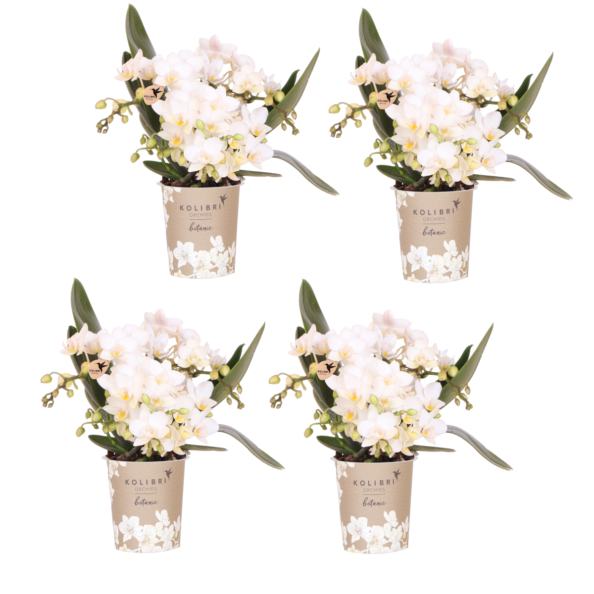 Lot de 2 ou 4 orchidées blanches Phalaenopsis 'Nazaré' - Pot 9 cm