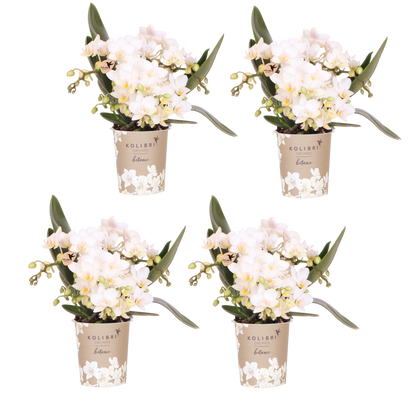 Lot de 2 ou 4 orchidées blanches Phalaenopsis 'Nazaré' - Pot 9 cm