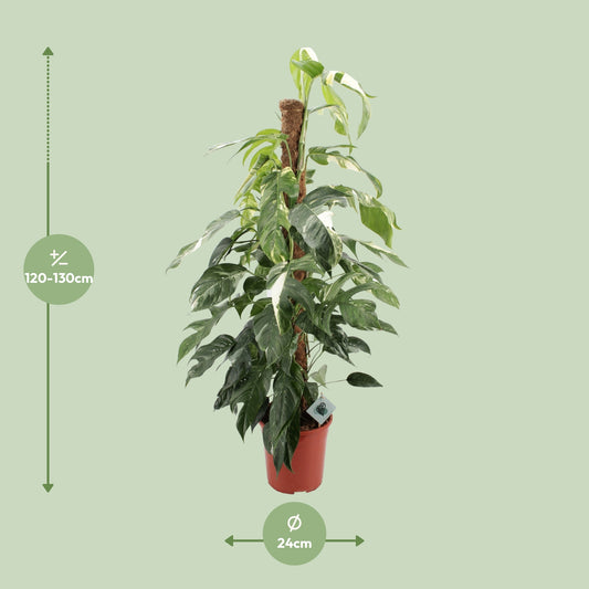 Dimensions de l'Epipremnum pinnatum Albo livré : pot de 24 cm et hauteur de 125 cm